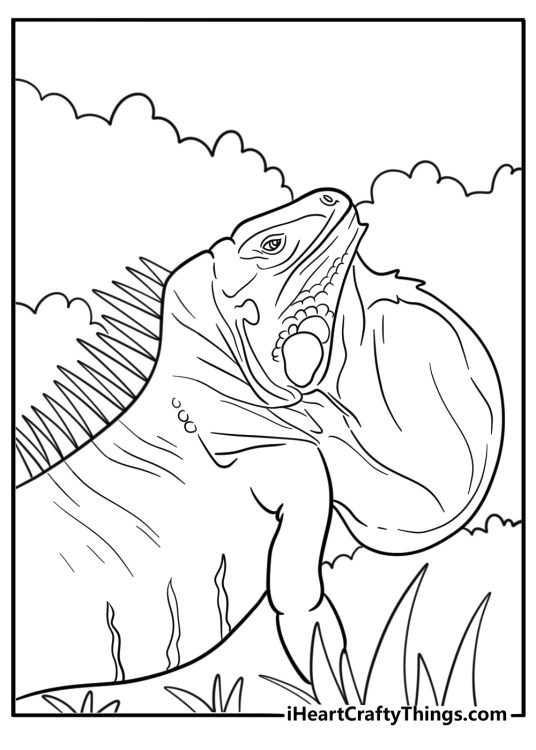 Iguana with dewlap extended free coloring page pdf