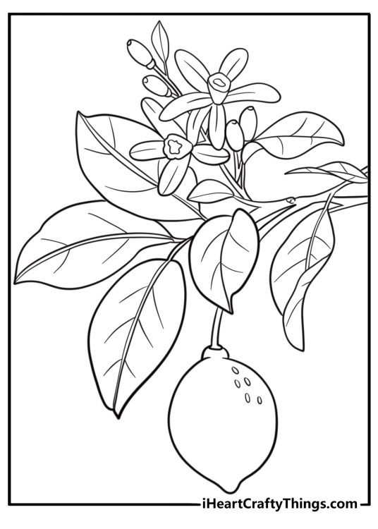 Lemon branch with flowers and fruit coloring page