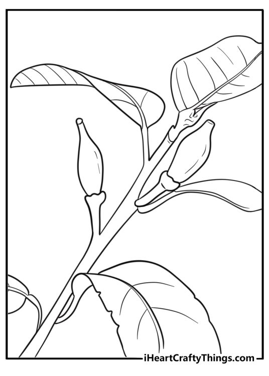 Lemon growing from flower bud on branch coloring page