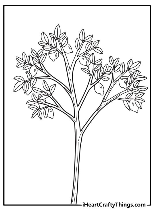 Lemon tree with fruit and leaves coloring page