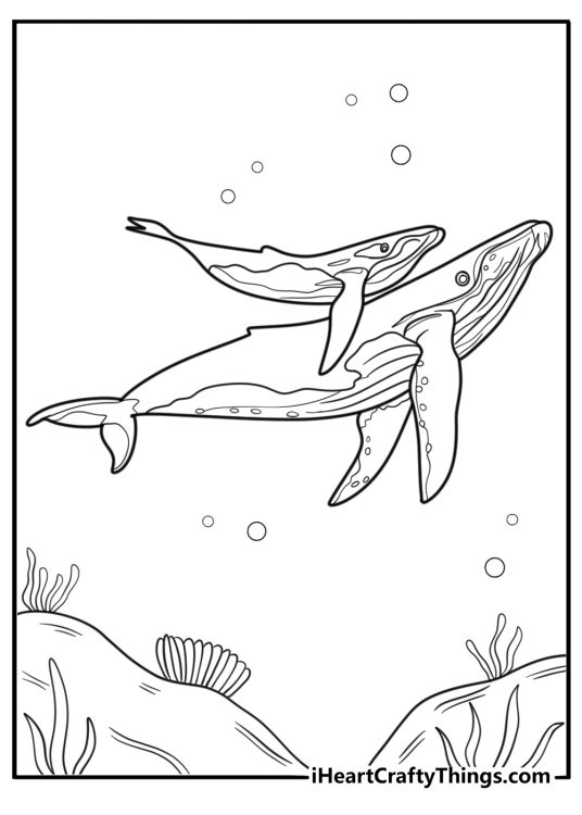 Mother whale with baby calf coloring page