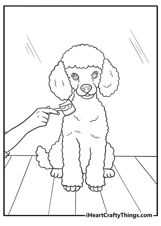 Poodle being brushed by its owner on a bench coloring page