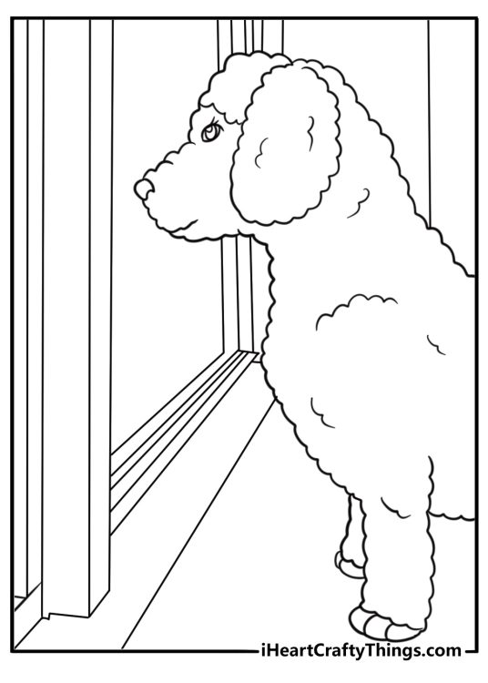 Poodle looking out of a window at the street coloring sheet