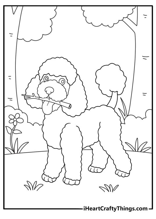 poodle retrieving a stick on a forest trail easy coloring sheet