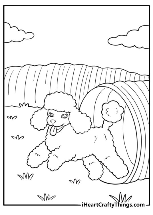 Poodle running through an agility tunnel coloring sheet