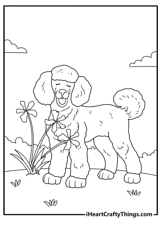 poodle sniffing wildflowers in a meadow printable coloring page