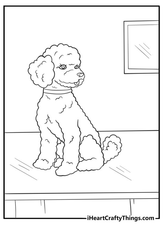 Poodle standing with fluffy coat in a show pose coloring page