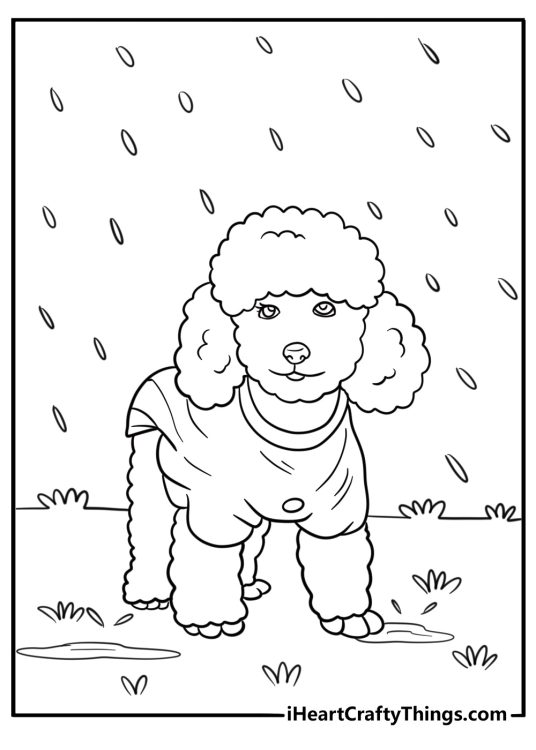 Poodle walking through the rain with a dog raincoat coloring page