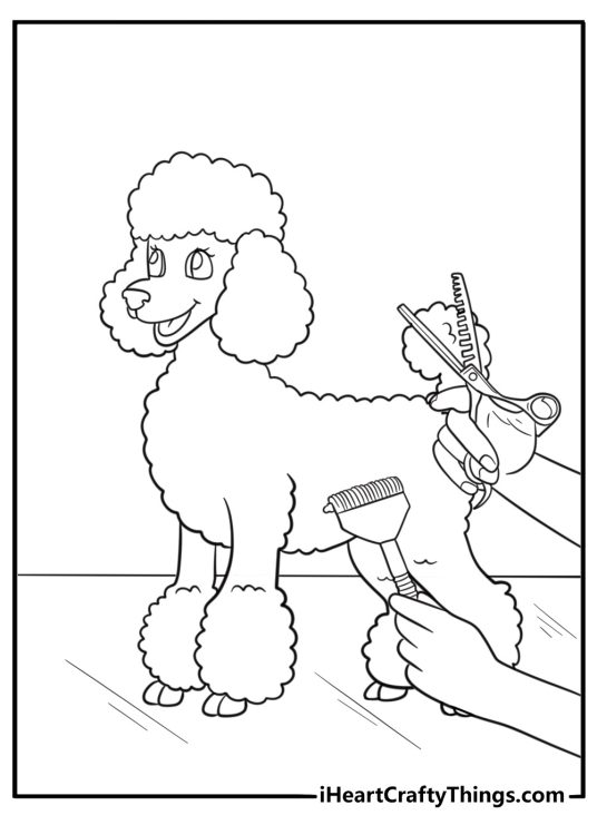 Poodle with fancy haircut on a grooming table coloring sheet