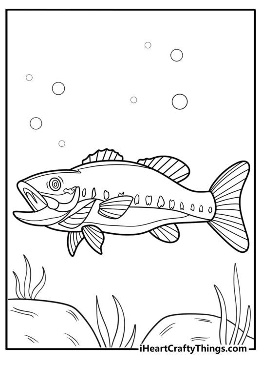 Realistic bass with detailed fins coloring page