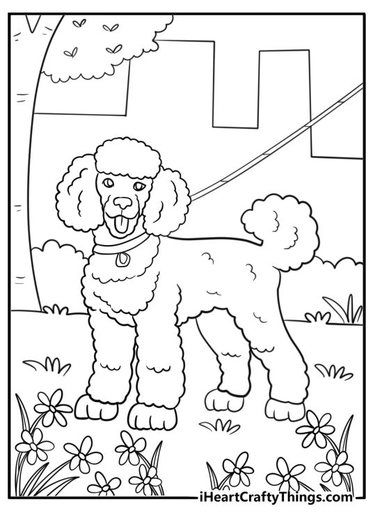 Realistic poodle walking on a leash in the park coloring sheet