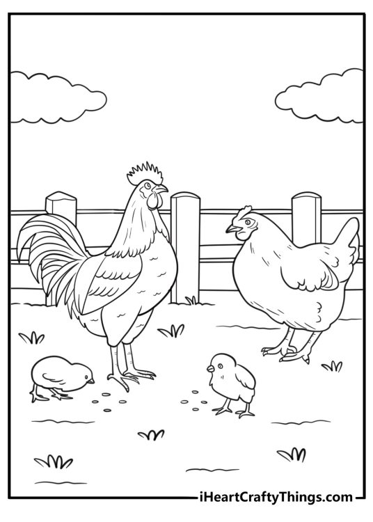 Rooster next to a hen and chicks coloring page