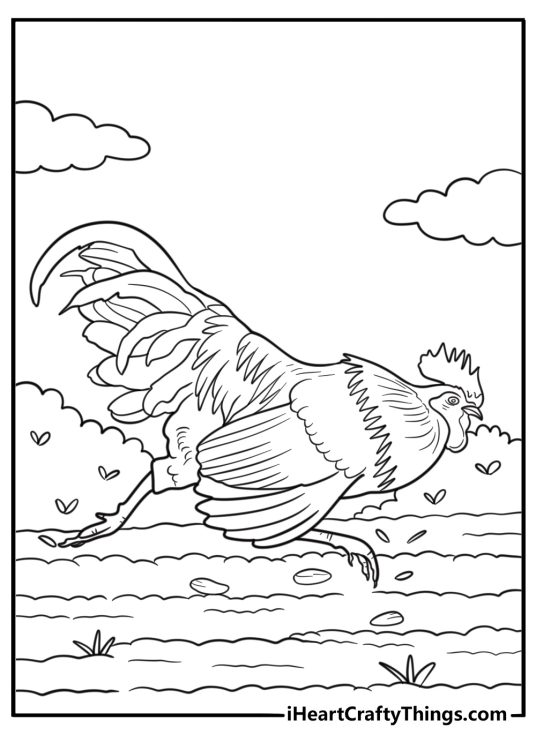 Rooster running across a dirt path coloring page