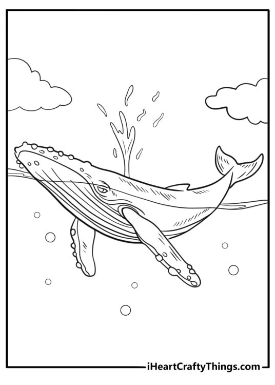 Whale spouting water in the air coloring page