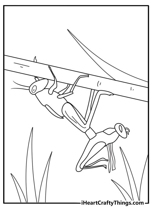 Grasshopper molting from old exoskeleton nature study coloring page