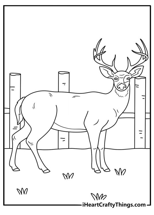 Kids can color a white tailed deer near a wooden fence