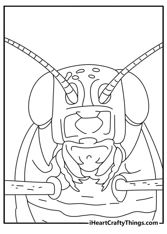 Large grasshopper head with compound eyes scientific coloring sheet