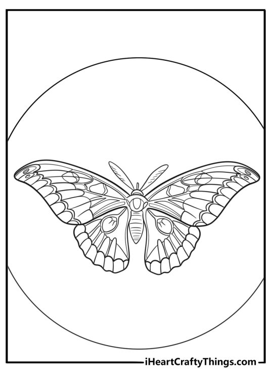 Alas moth with wide wingspan detailed coloring page