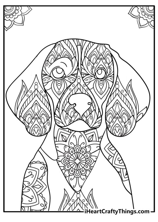 Beagle close up mandala style design for adults coloring page