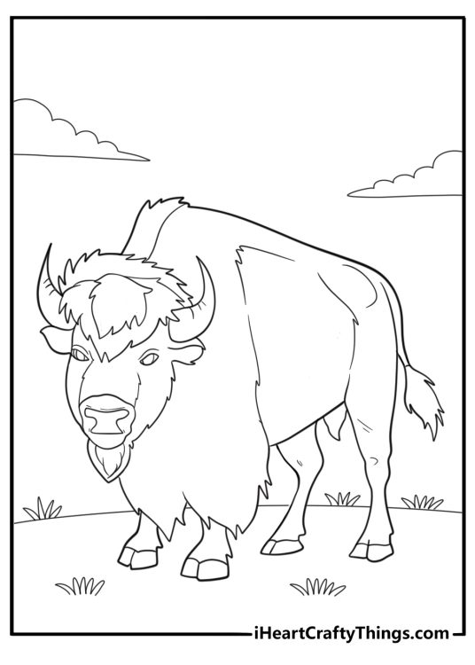 30 Bison Coloring Pages