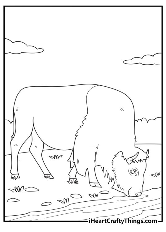 Bison drinking water from a river detailed coloring page