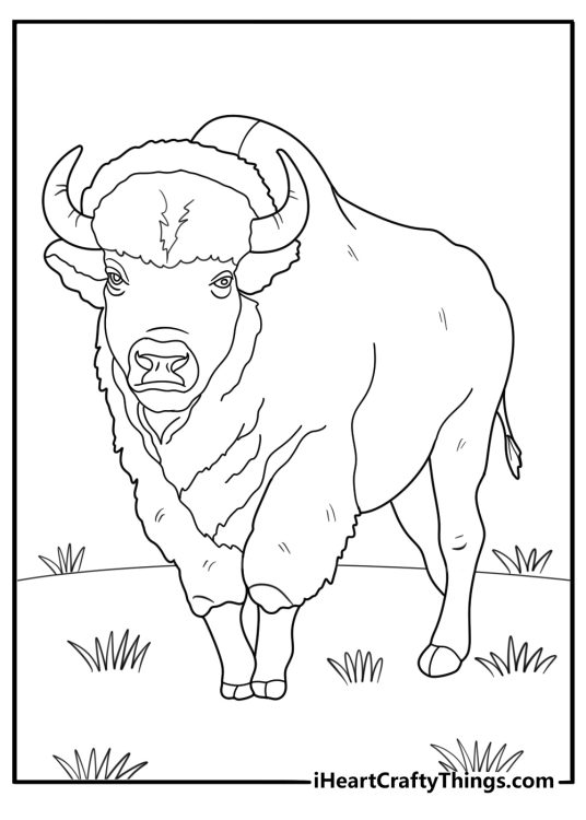 Bison facing forward with curved horns coloring page