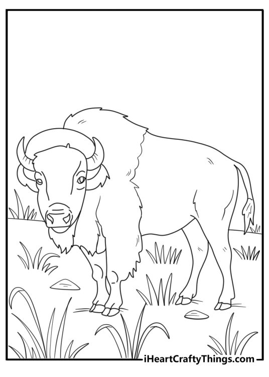 Bison standing in tall grass prairie themed coloring page