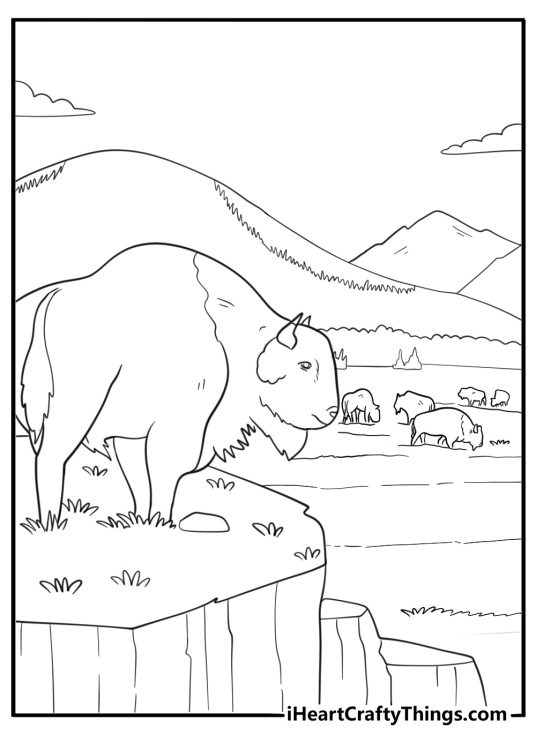 Bison standing on a hill looking over a herd coloring page