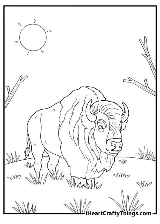 Bison walking alone through dry grassland coloring page