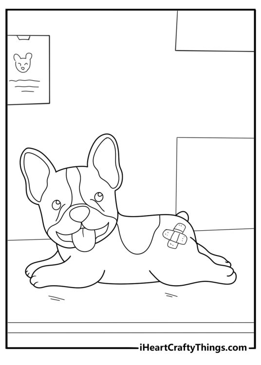 Boston terrier at the vet with a bandage coloring sheet