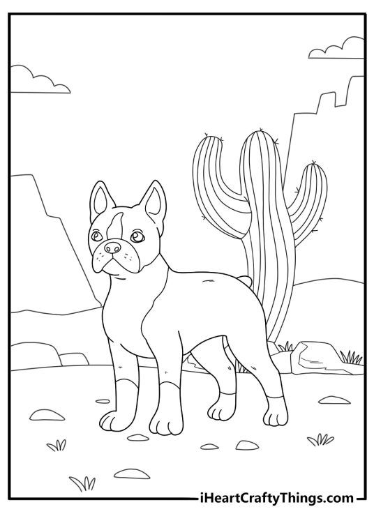 Boston terrier coloring pages