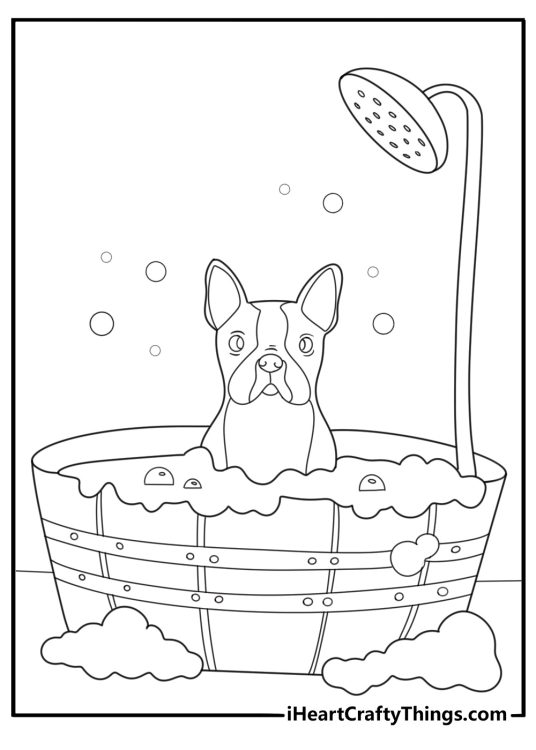 Boston terrier in a bubble bath fun coloring sheet for kids