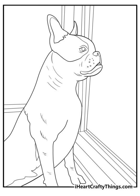 Boston terrier looking out a window easy coloring page