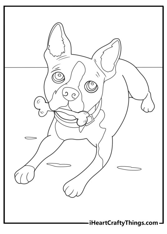 Boston terrier playing with a chew toy indoor coloring page