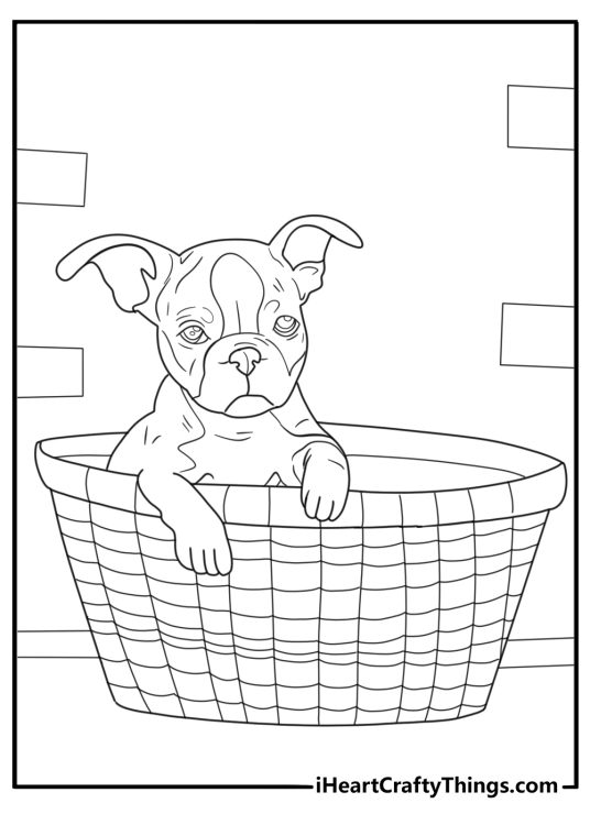 Boston terrier puppy in a basket coloring page for kids