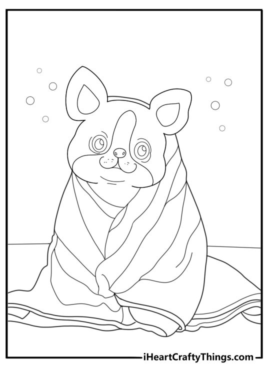 Boston terrier resting under a blanket cozy coloring page