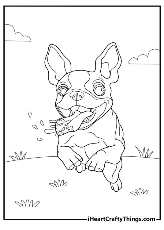 Boston terrier running on grass field coloring page