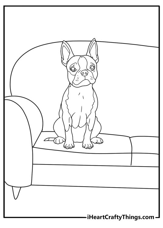 Boston terrier sitting on a couch easy coloring page for kids