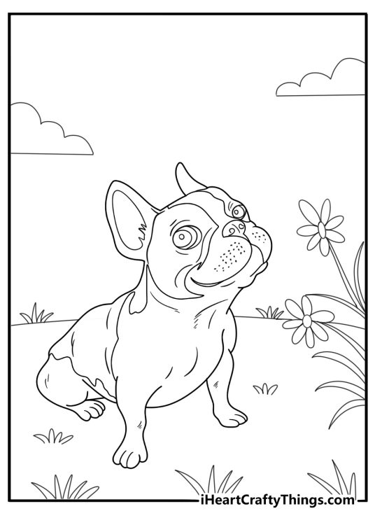Boston terrier sniffing flowers in a garden coloring sheet