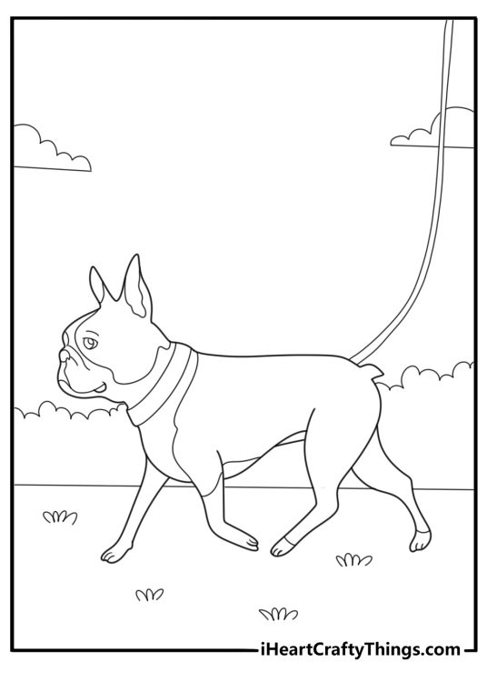 Boston terrier walking on a leash cartoon style coloring sheet