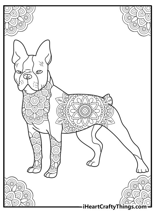 Boston terrier with detailed fur pattern mandala style coloring page for adults