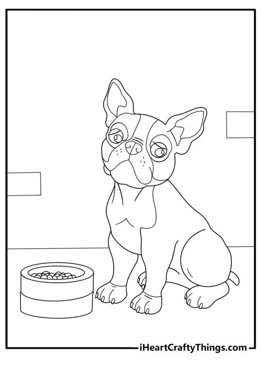 Boston terrier with food bowl in the kitchen coloring sheet for kids