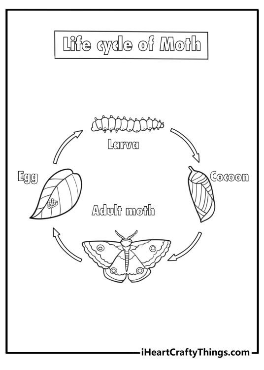 Caterpillar turning into moth life cycle coloring page