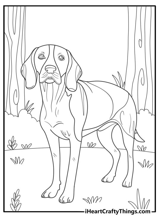 Detailed beagle looking alert in the forest coloring page