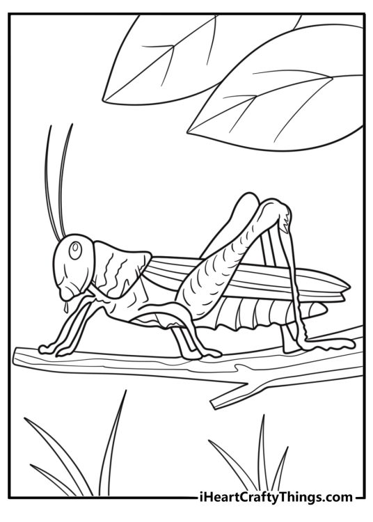 Detailed grasshopper with wings folded side view coloring page