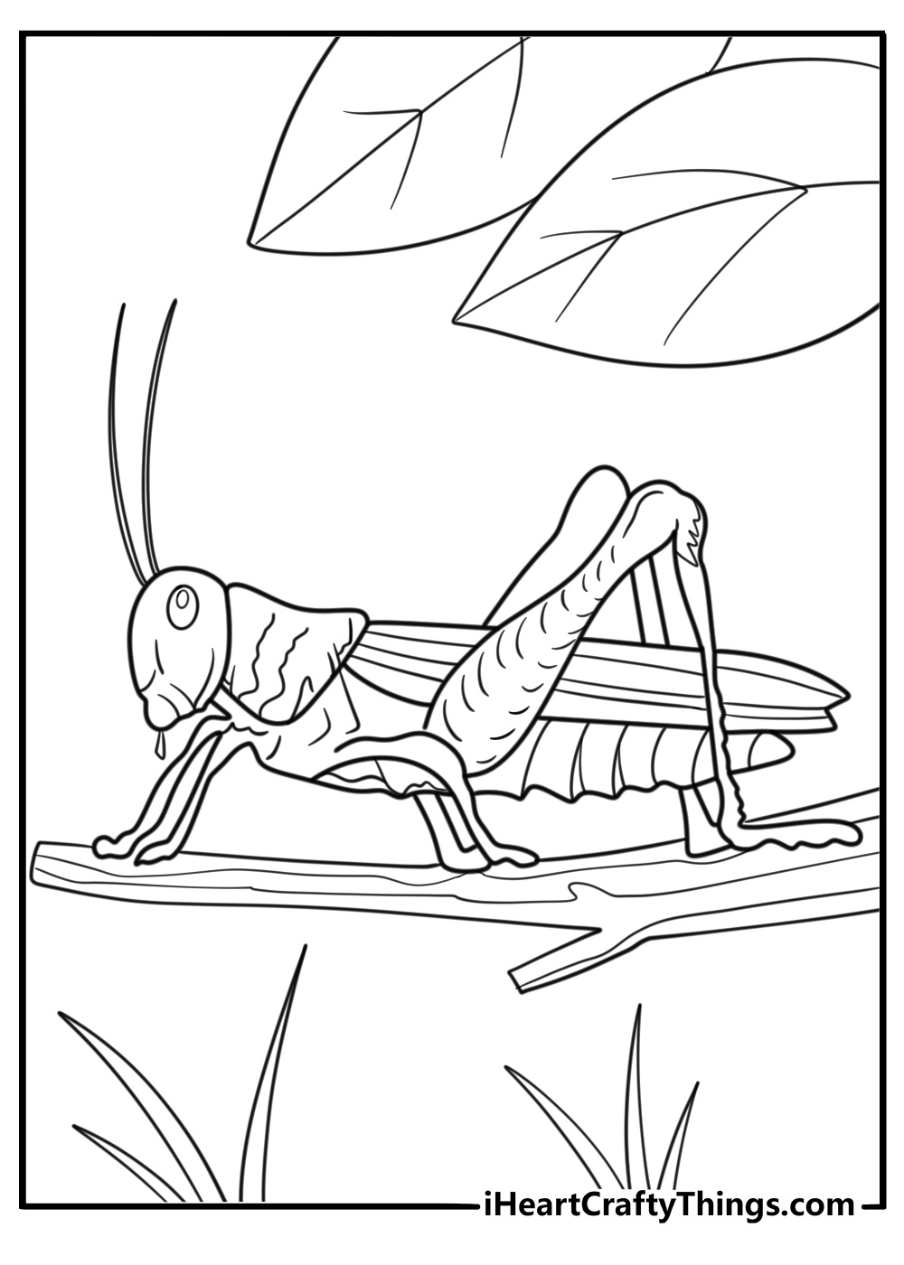 detailed grasshopper with wings folded side view coloring page