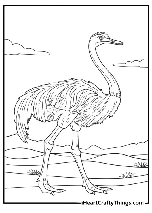 Detailed ostrich close up with feathers coloring sheet for adults
