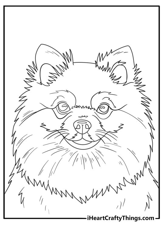 Detailed pomeranian face close up realistic coloring page