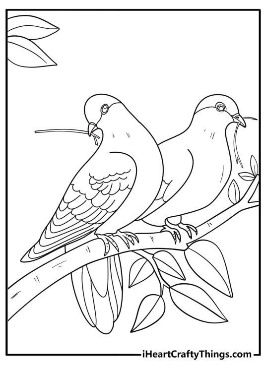 Dove pair building a nest simple spring coloring sheet