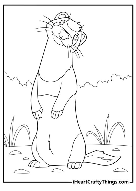 Ferret standing on hind legs easy cartoon coloring sheet